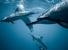 【速报】大V在深夜遭遇八卦情不自禁，樱桃视频全网炸锅，详情曝光